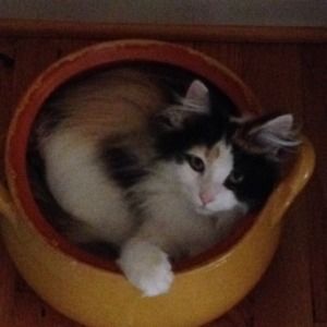 Meet your Posher, Lisa